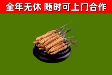 常山烟酒回收冬虫夏草.jpg