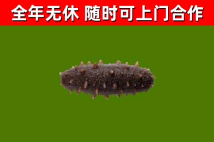 常山烟酒回收干海参.jpg